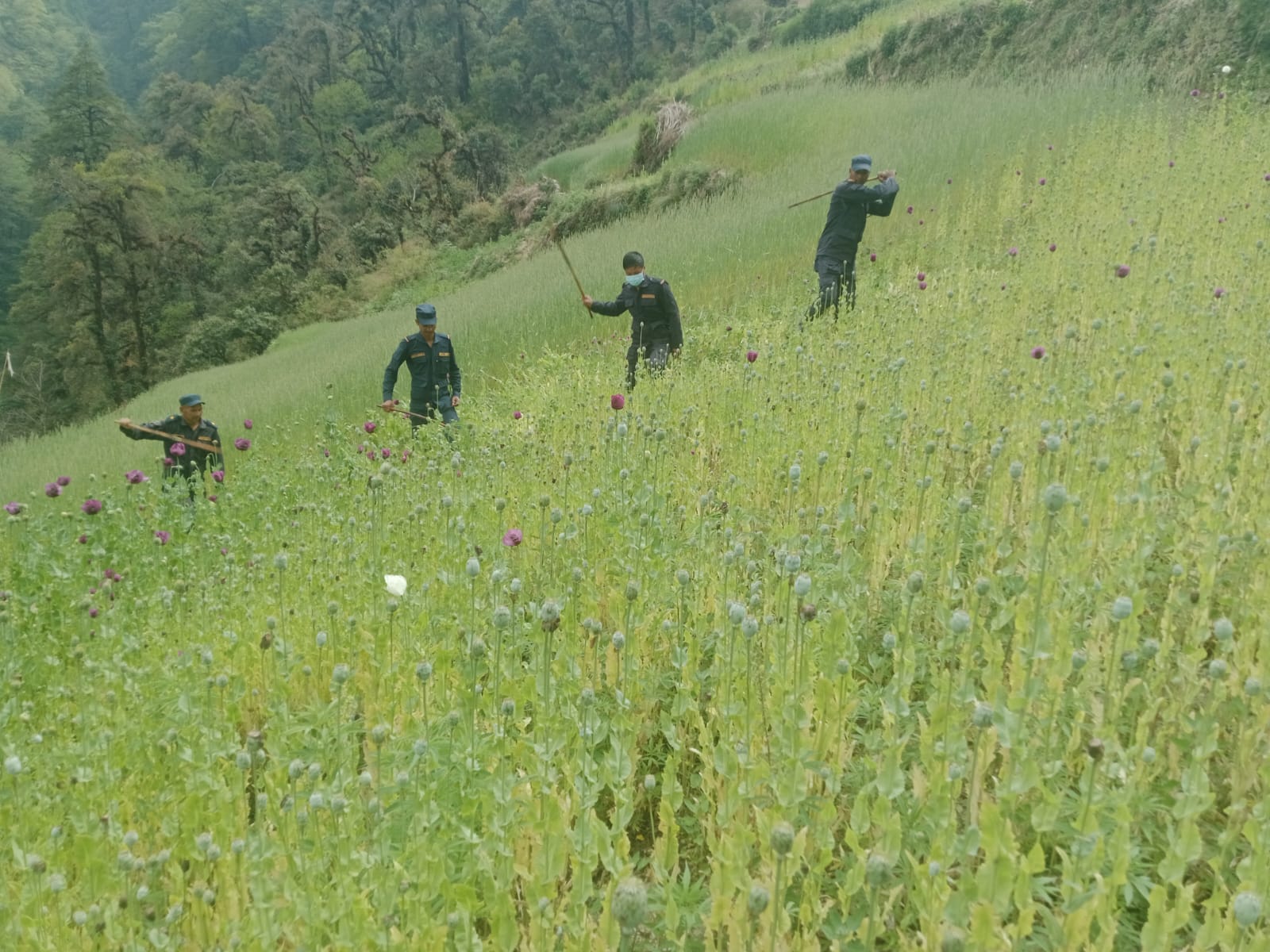 प्रहरीद्वारा सिस्ने–१ मा अफिम फडानी